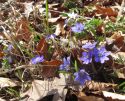 Blå anemone i Borgnakke Skov