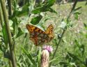 Storplettet perlemorsommerfugl